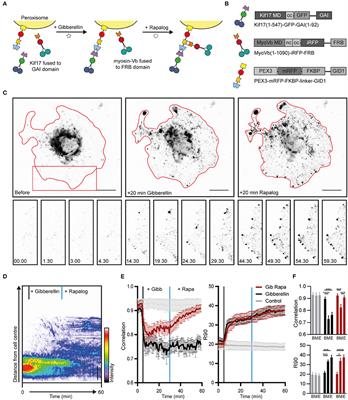 Myosin-V Induces Cargo Immobilization and Clustering at the Axon Initial Segment